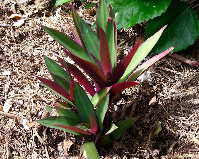 GardensOnline: Tradescantia spathacea Syn. Rhoeo spathacea