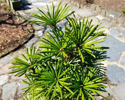 Sciadopitys verticillata 'Pygmy'