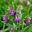Symphytum officinale - drooping clusters of  purple flowers
