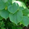 Tilia Platyphyllos