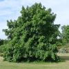 Tilia platyphyllos Vitifolia