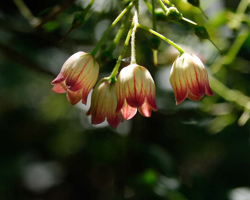 Enkianthos campanulatus