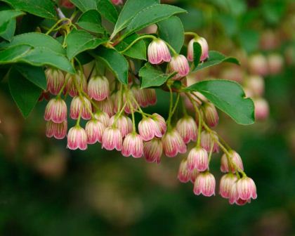 Enkianthus campanulatus -Jubilee Gardens, Hobart