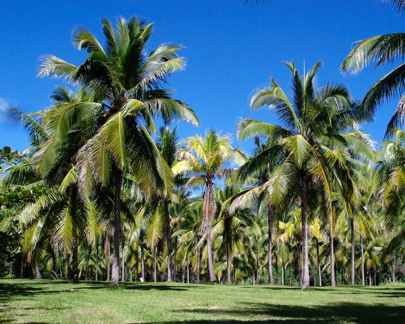 Cocos nucifera | GardensOnline