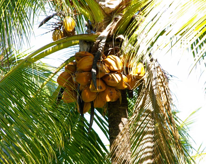 Cocos nucifera | GardensOnline