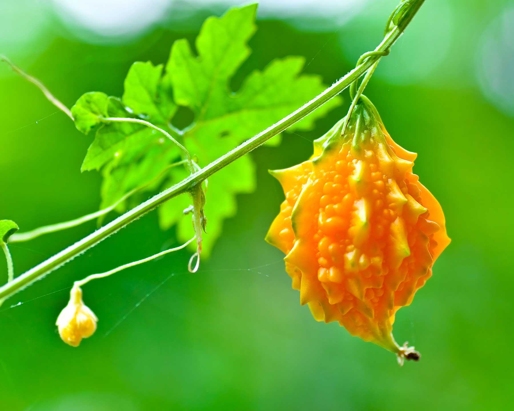 Momordica Charantia, Bitter Melon - photo Balaram Mahalder