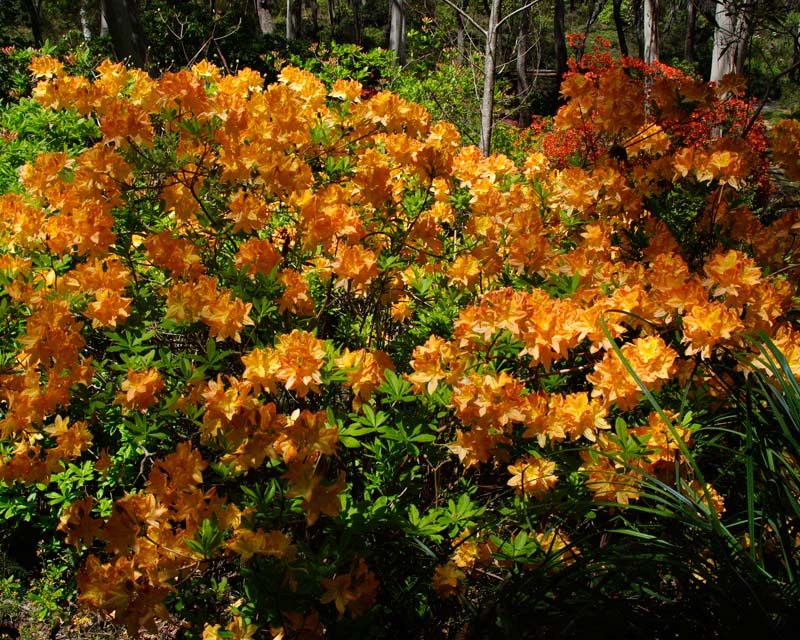 Rhododendron Mollis Azalea Hybrids | GardensOnline