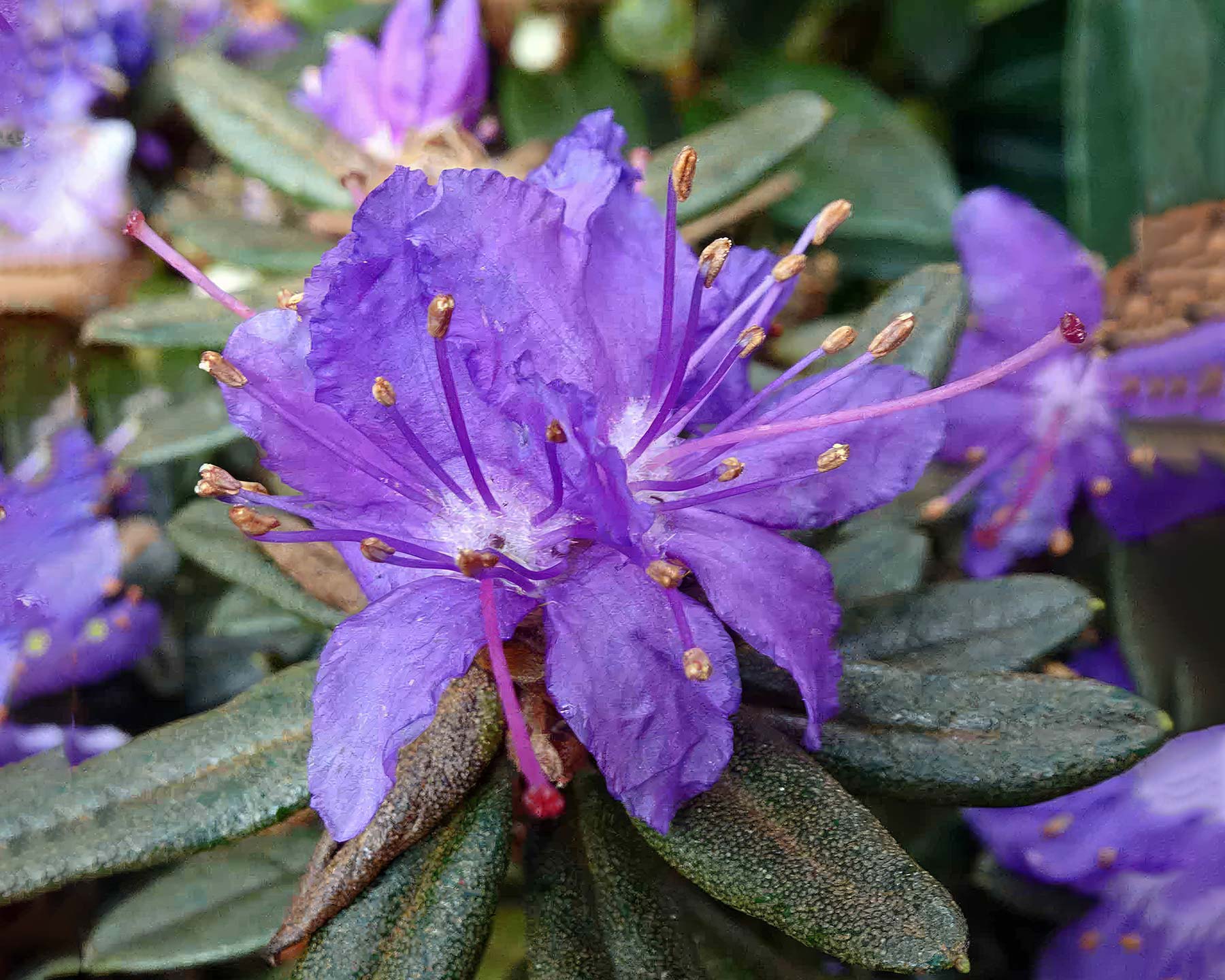 Rhododendron russatum - photo HQ