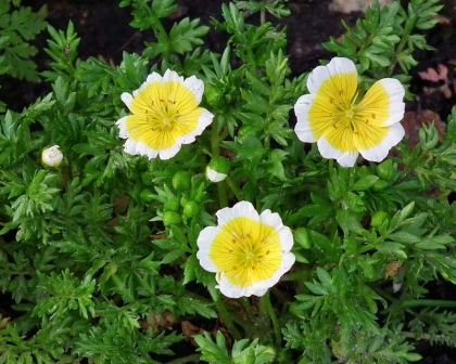 Limnanthes douglasii commonly known as the Poached Egg Plant - photo credit 4028mdk09