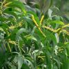 Acacia auriculiformis has fluffy yellow flowers on cylindrical spike - photo: Dinesh Valke