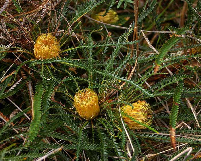 Banksia Nivea Subsp Nivea Gardensonline