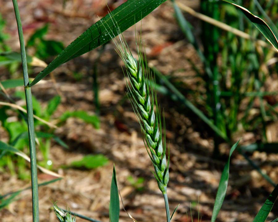 Triticum ssp -  wheat