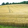 Wheat field - in England