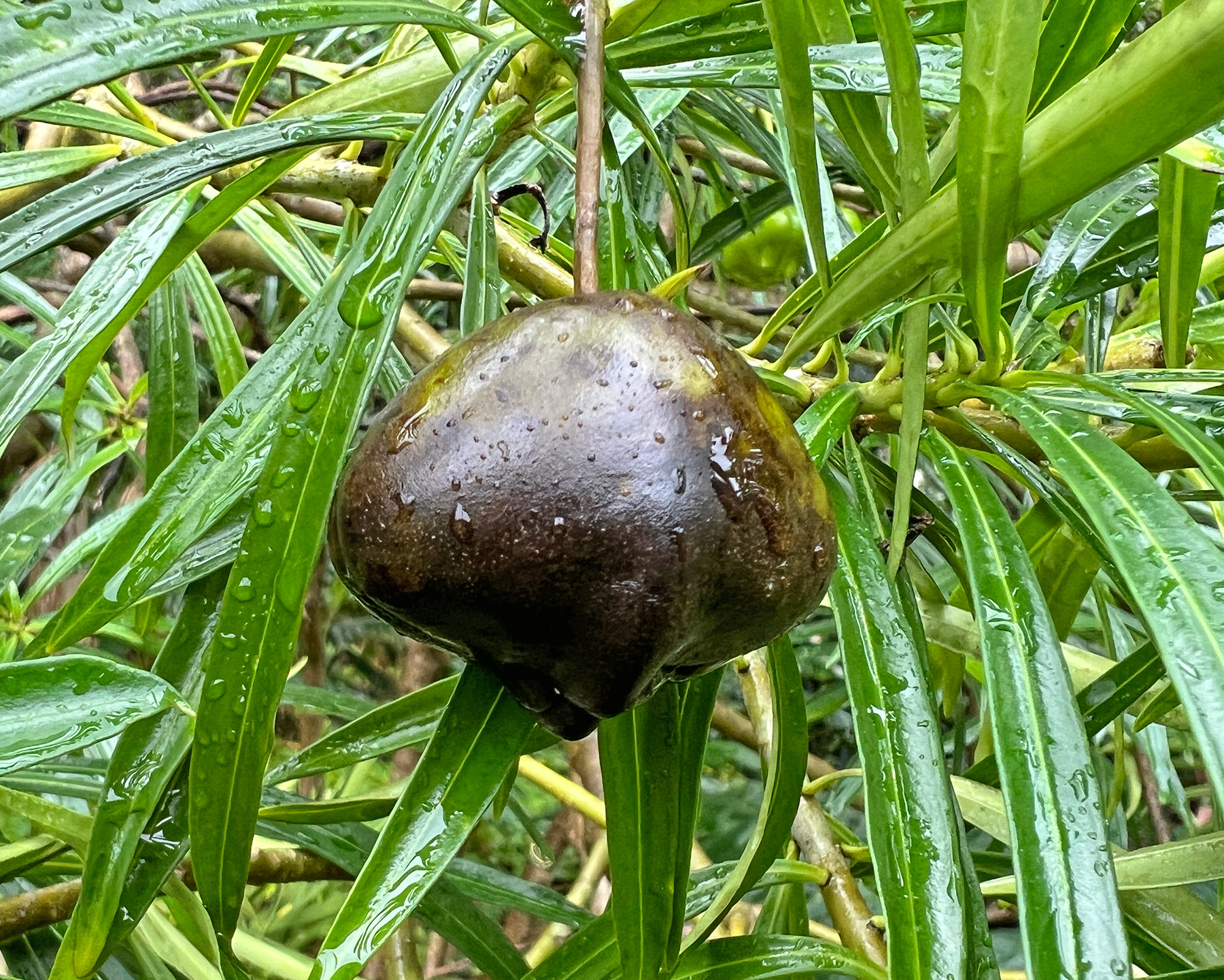 The angular, walnut sized fruit of Cascabela thevetiodes is extremely toxic, containing the highest concentration of cardiac glycosides