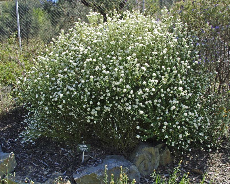 Tetratheca Labillardierei, White Form otherwise known as Labillardiere's Black-eyed Susan