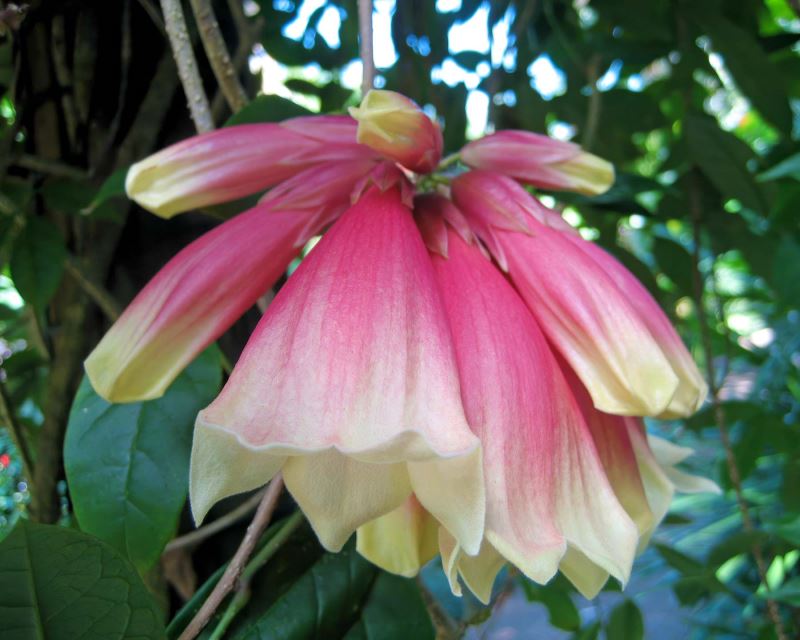 Tecomanthe burungu Roaring-Meg, as seen at Cairns Botanic Gardens