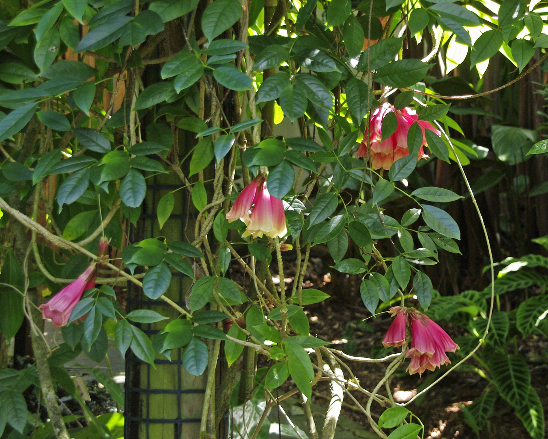 Tecomanthe burungu Roaring-Meg, at Cairns Botanic Gardens