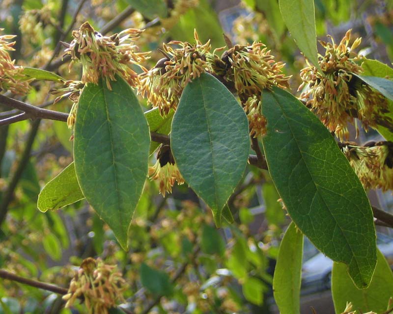 Sycopsis Sinensis Chinese Fighazel leaves