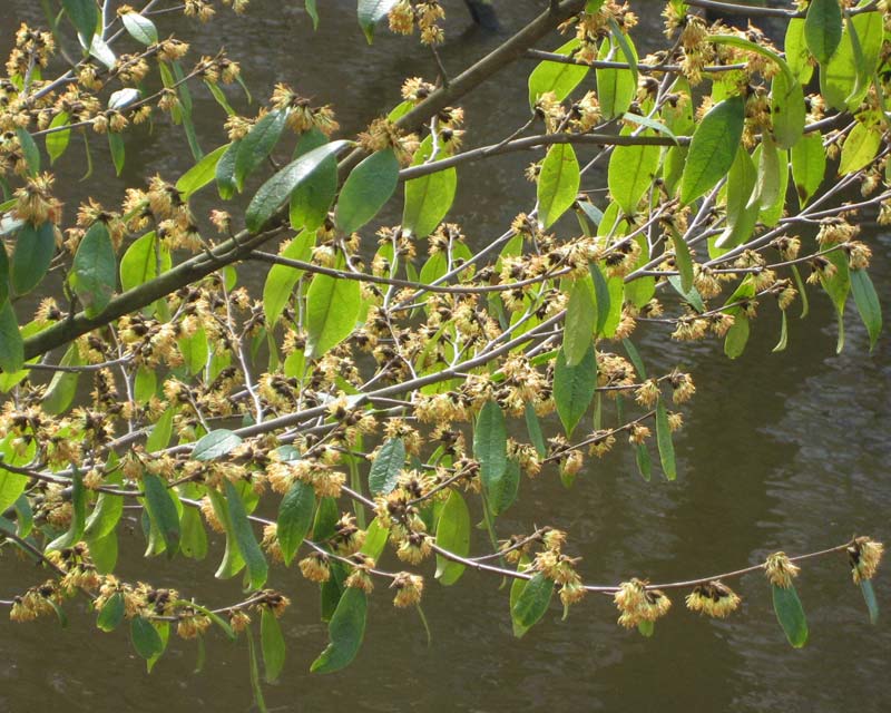 Sycopsis Sinensis Chinese Fighazel in late winter, just starting to bloom