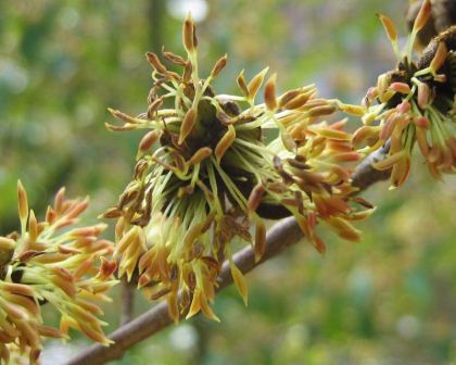 Sycopsis Sinensis Chinese Fighazel