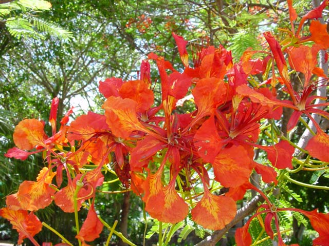 GardensOnline: Delonix regia