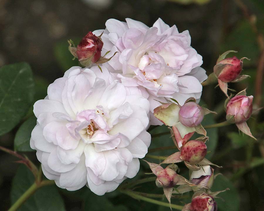Redoute Red Rose (Rosa cv. Noisette hybrid)