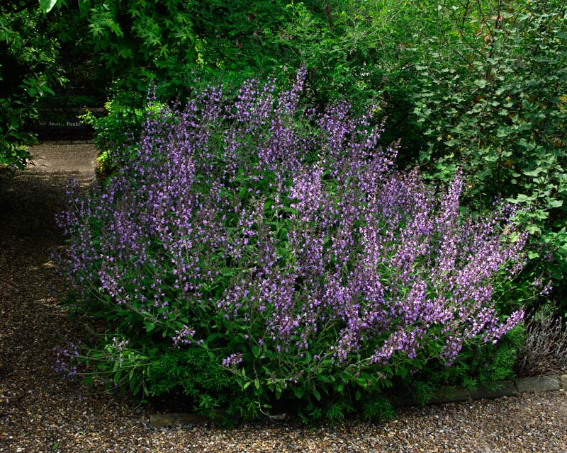 Salvia Fruticosa is a small to medium shrubby bush