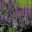 Salvia Fruticosa Greek Skies