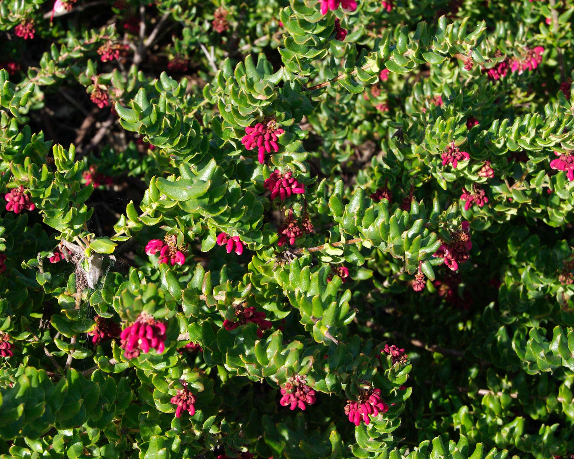 Grevillea baueri subsp Asperula