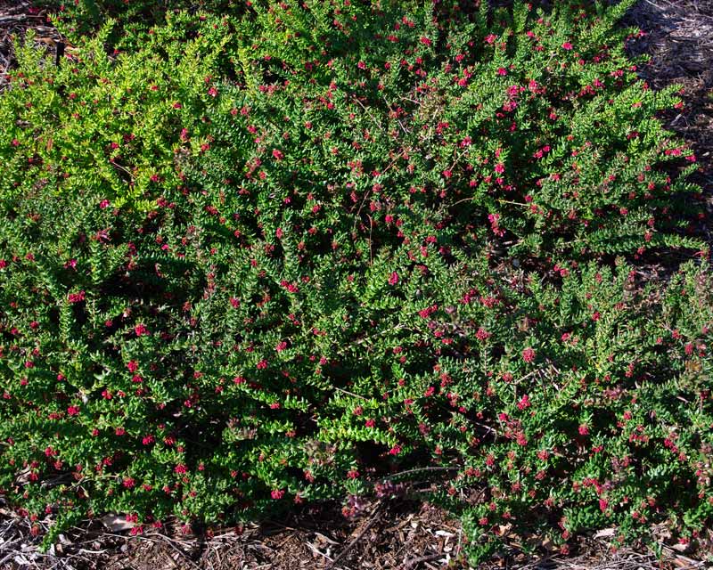 Grevillea baueri subsp Asperula