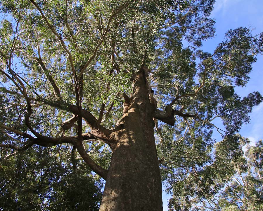 Эвкалипт воронеж. Эвкалипт равновысокий. Эвкалипт равновысокий (Eucalyptus fastigata. Австралийский эвкалипт в Грузии. Эвкалипт высота дерева.