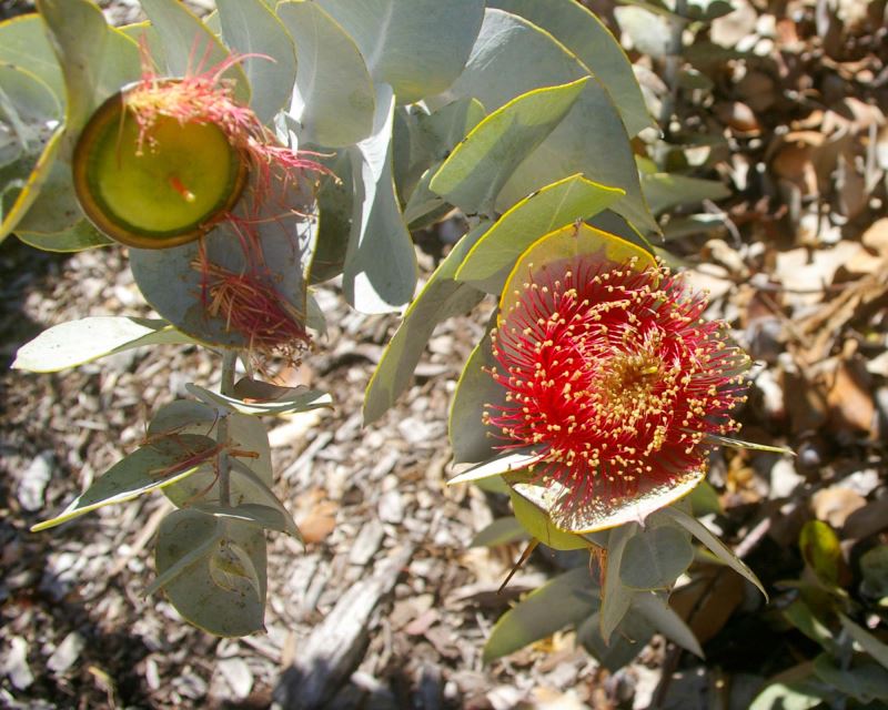 Eucalyptus macrocarpa Elachantha
