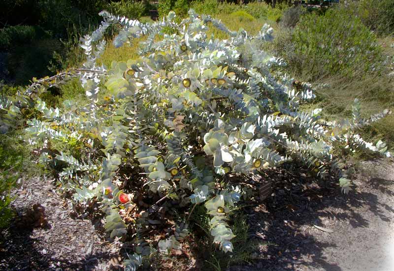 Eucalyptus macrocarpa Elachantha