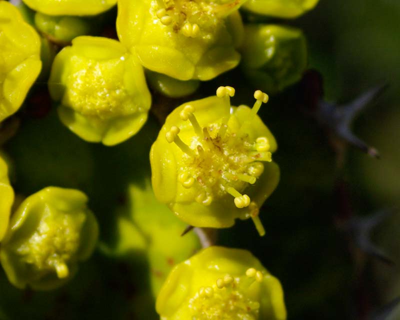 Euphorbia pseudocactus - bright yellow flowers