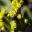 Euphorbia pseudocactus- bright yellow buds