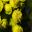 Euphorbia pseudocactus - bright yellow flowers