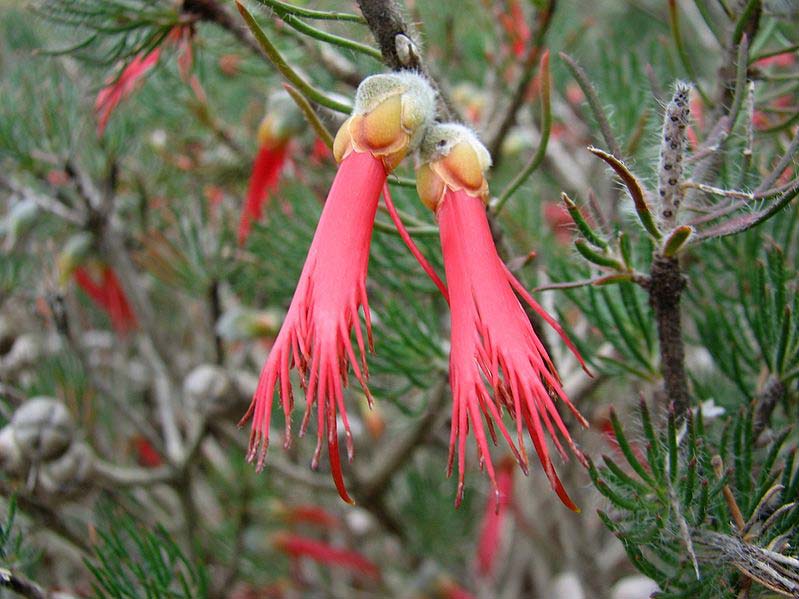 Calothamnus sanguineus | GardensOnline