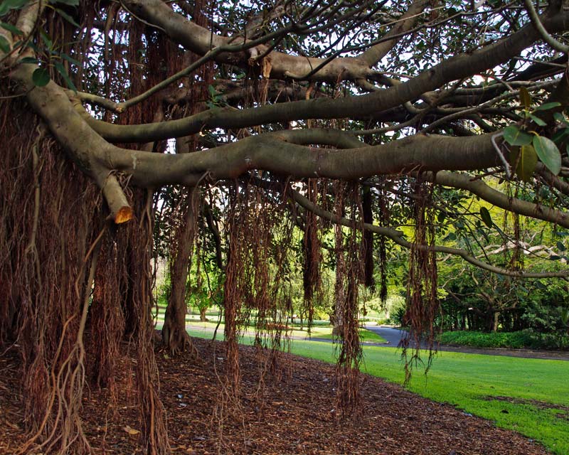 Ficus Macrophylla subsp Columnaris