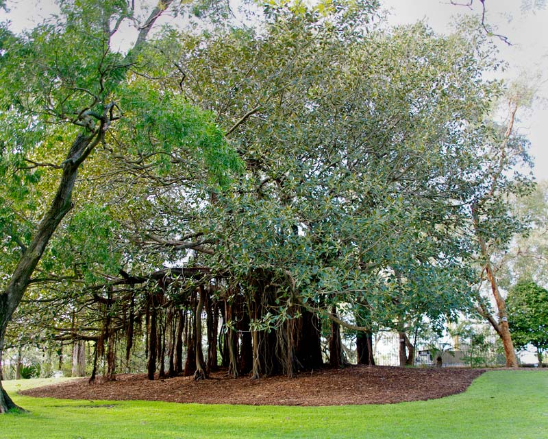 Ficus Macrophylla subsp Columnaris - the trunk is make of of many aerial roots