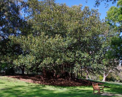 Ficus Macrophylla subsp Columnaris