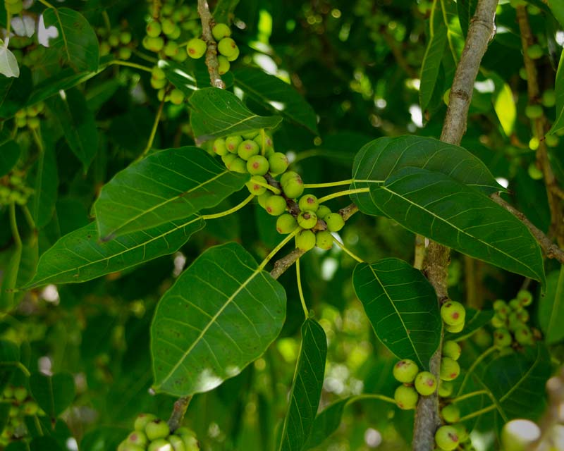 Ficus Virens - White Fig In spring the fruit is green and turns white as it ripens