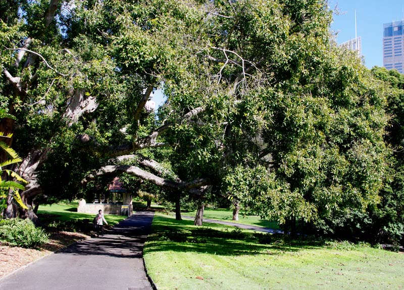 Ficus Virens - White Fig has heavy spreading branches