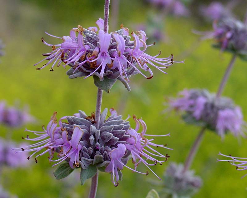 Salvia leucophylla - whorls of mauve to lavender colour flowers - photo by Noah Elhardt