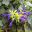 Salvia mexicana Limelight