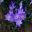 mauve flowers in spring Crocus vernus -