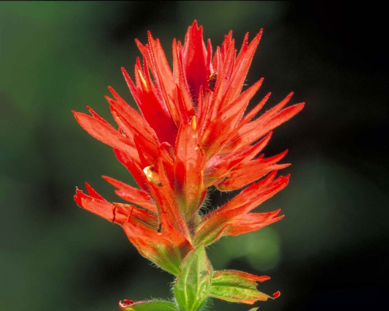 Castilleja linariiefolia, Indian Paintbrush, or Wyoming Paintbrush - photo Dr Thomas Barnes.