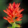 Castilleja linariiefolia, Indian Paintbrush, or Wyoming Paintbrush - photo Dr Thomas Barnes.