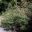 Grevillea asplenifolia is a spreading shrub that can grow as tall as 3m
