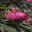 Grevillea asplenifolia has red/cerise toothbrush flowers