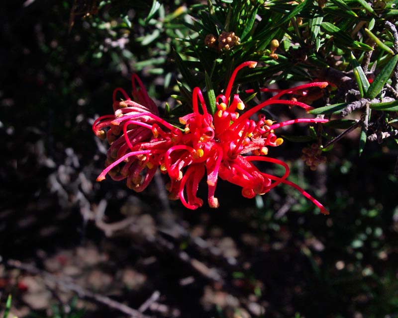 Grevillea juniperina